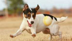 Ako určiť vek psa bez toho, aby ste sa dostali na veterinárny lekár